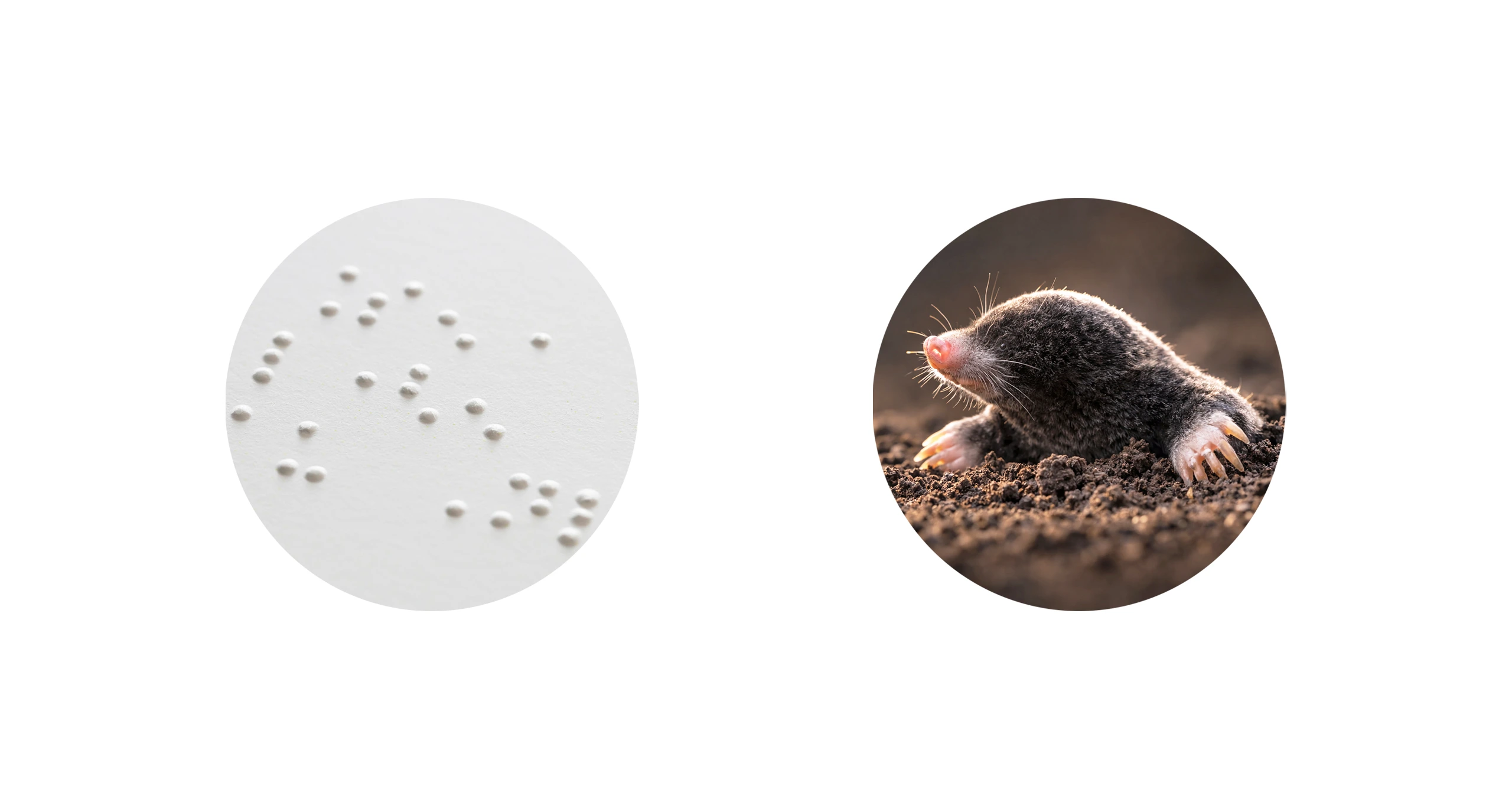 mole_3